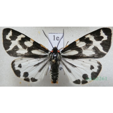 Parasemia plantaginis (Linnaeus, 1758) form white Niedźwiedziówka babkówka, misiówka czwórka Poland1e